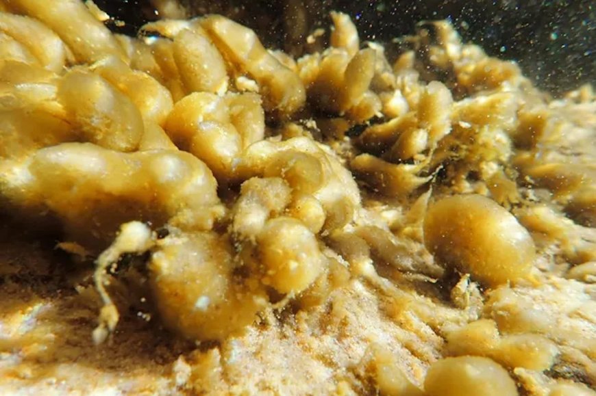 Dangerous Bacteria Found in Zion National Park’s Virgin River