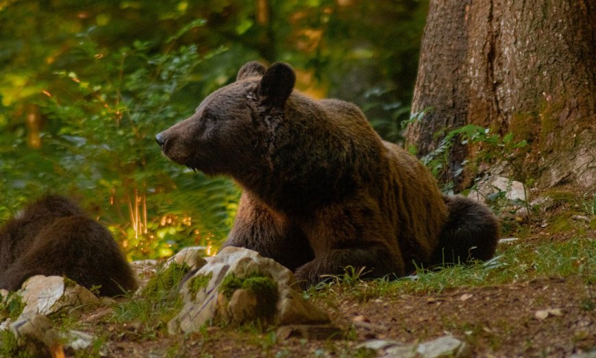 Understanding Animal Behavior While Camping Could Save Your Life 