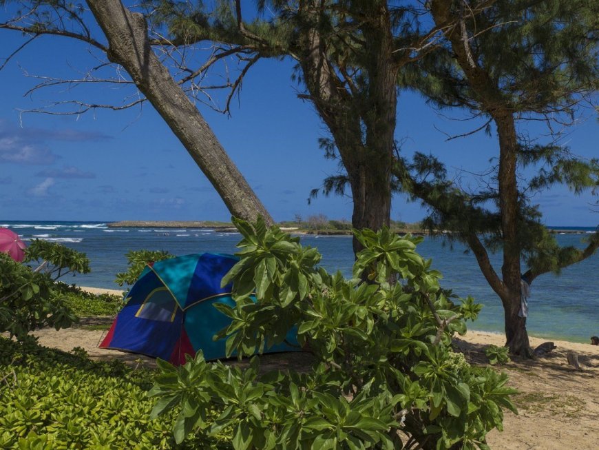 Which Dangerous Bugs Should You Be Aware of When Camping in Tropical Climates?