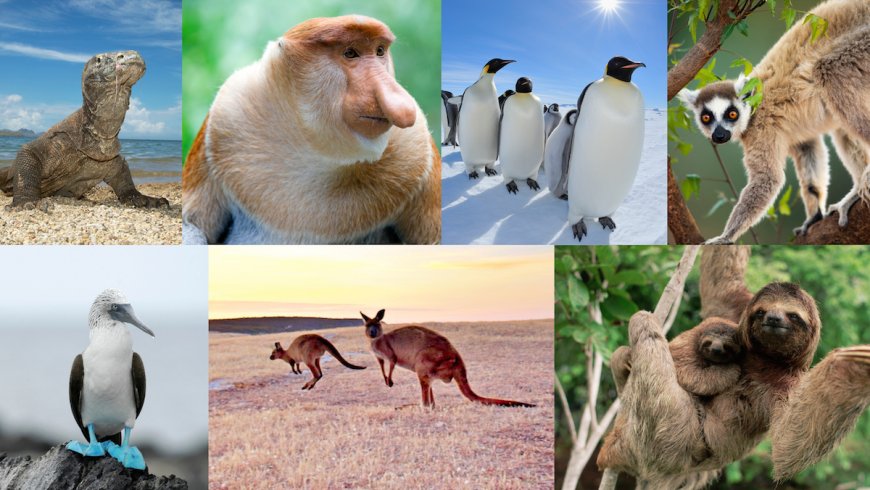 Want to See Unique Wildlife? Consider These 7 Travel Destinations