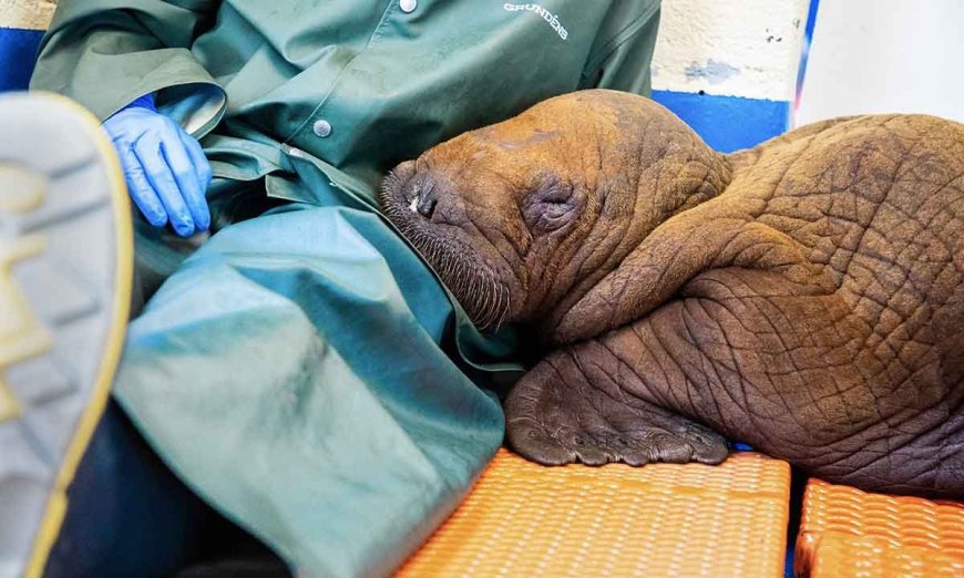Dream Job Alert: Baby Walrus Cuddler