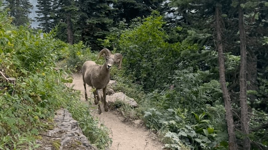 Watch: A Scary Reminder to Follow Trail Etiquette Around Bighorn Sheep