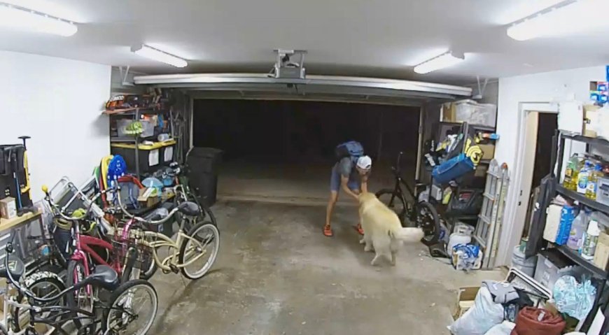 Video Captures Adorable Dog Getting Pet by Alleged Bike Thief