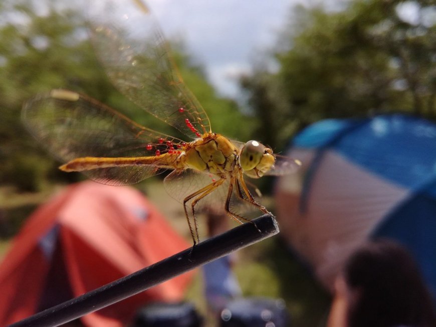 Ask Outdoors: How Do I Protect My Campsite From Insects and Pests?