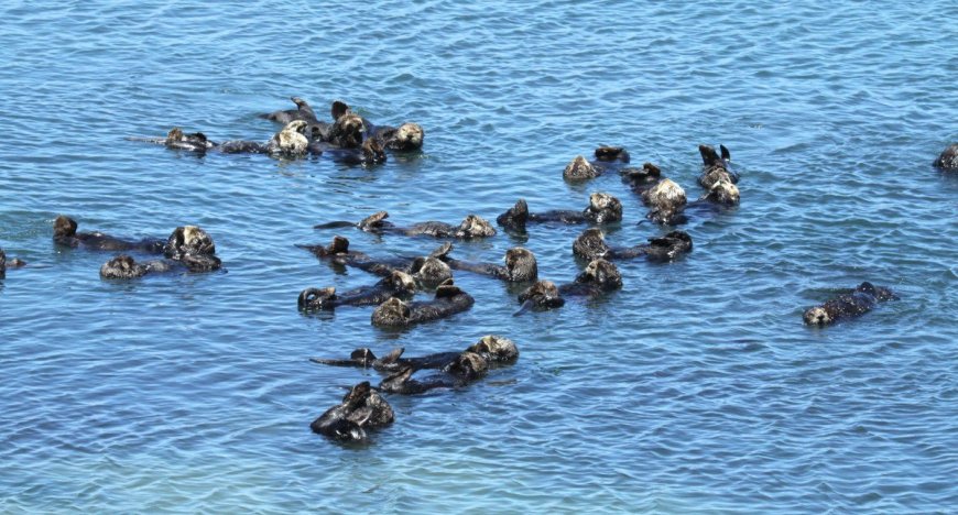 Wildlife Officials Remind Everyone to Leave Sea Otters Alone as Social Media Interest Encourages Interaction