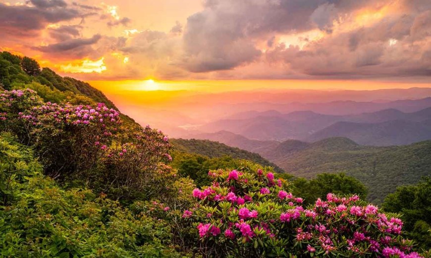 The Ways Flora and Fauna Change at Different Altitudes