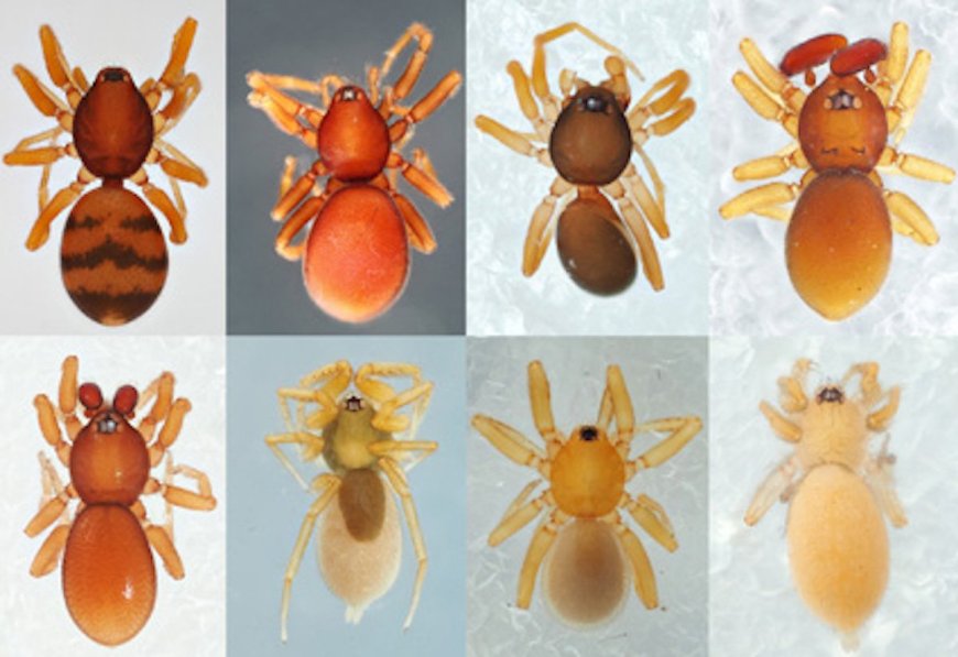 New ‘Goblin Spider’ Discovered in Japan
