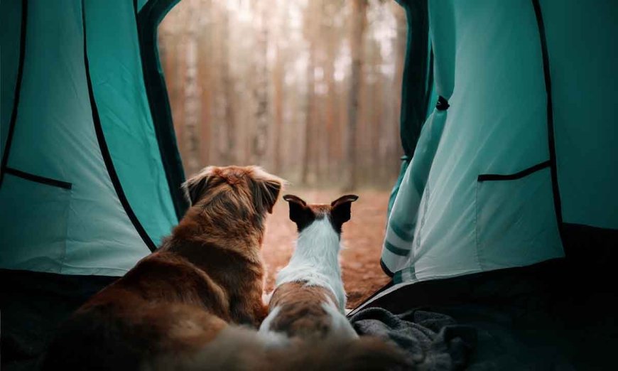 Outdoor Gear Your Dog Will Love