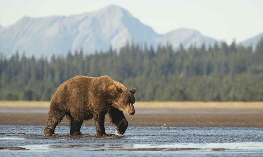 7 Things You Didn’t Know About Grizzlies