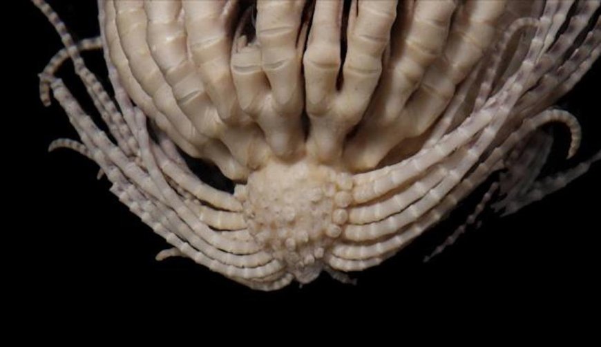 Creature With ‘Otherworldly Appearance’ Discovered Near Antarctica