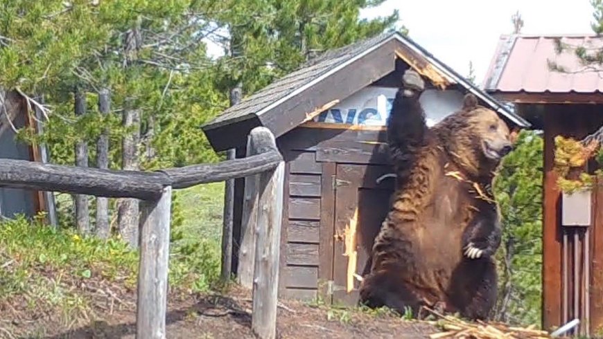Montana Electrifies Shed To Keep Huge Grizzly Away