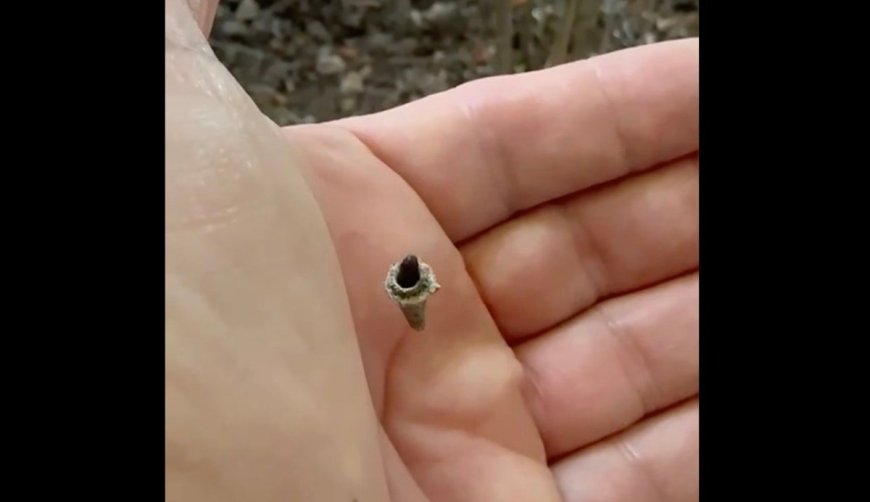 Do You Know What This Creature Is? It’s a Mystery to Wildlife Officials