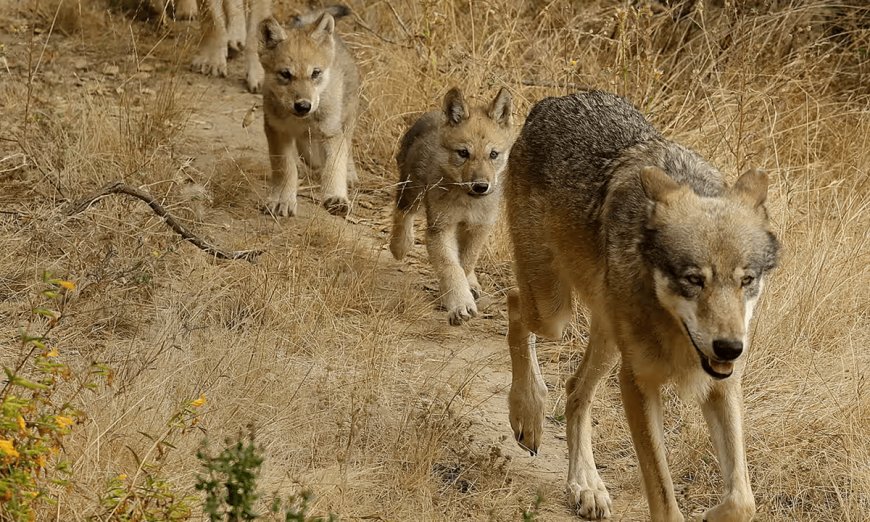 New Gray Wolf Pack Discovered in Southern California