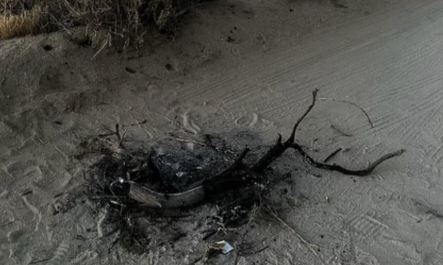 Joshua Tree Trashed After Perseid Meteor Shower