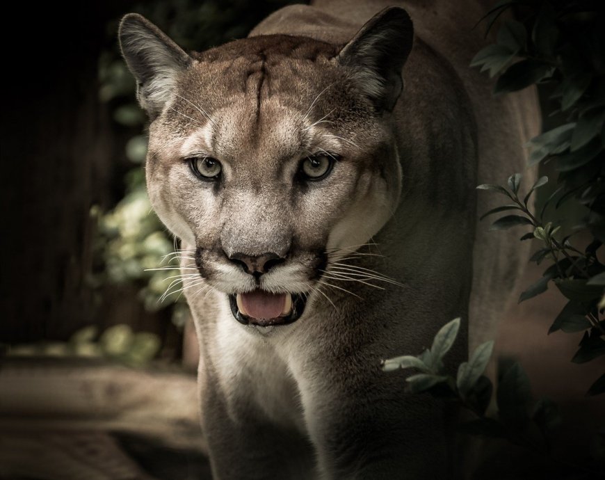 Sound On: Ever Wonder What A Puma Sounds Like?