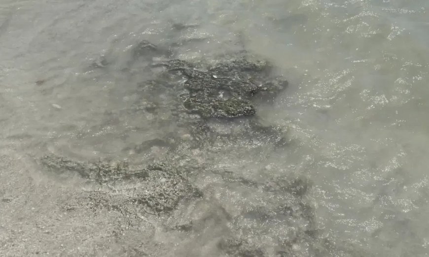Extremely Low Tide at Myrtle Beach Reveals Rare Fossils That Date From 80,000 to 100,000 Years Ago