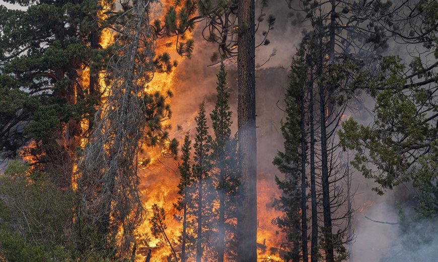 Why Are Forest Fires Important for Some Ecosystems?
