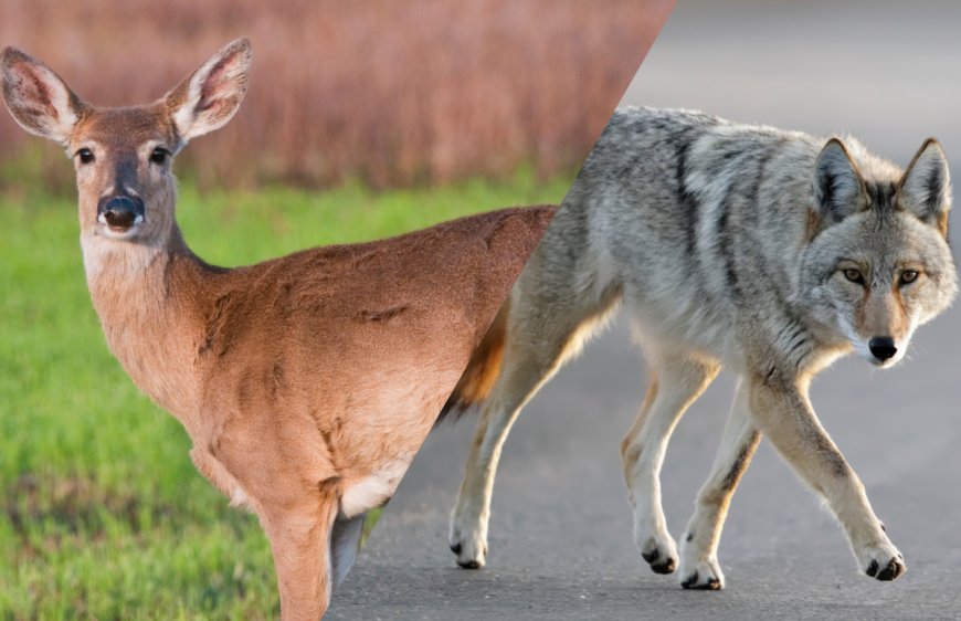 Watch as a Mother Deer Hides Her Fawn From a Hungry Coyote