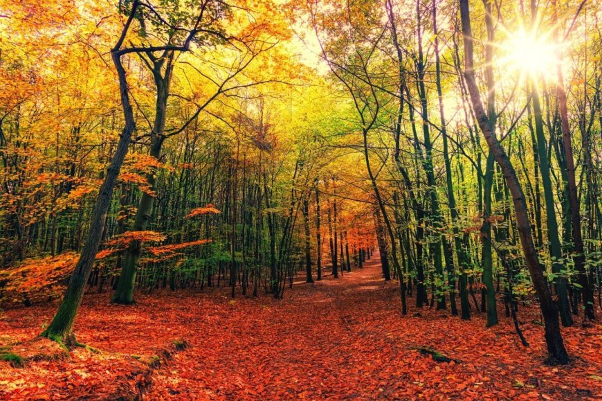 What’s the Difference Between Deciduous and Coniferous Trees?