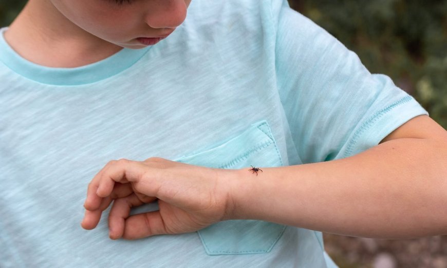 Ask Outdoors: Worried About Lyme Disease? Here’s How to Stay Safe While Camping