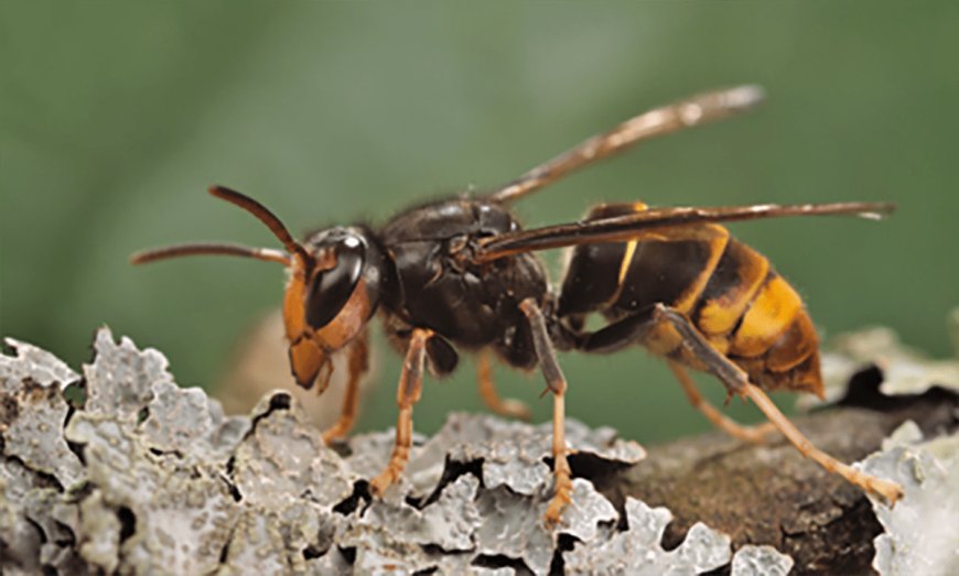 Invasive Hornets That Feed on Honeybees Found in the United States for the First Time