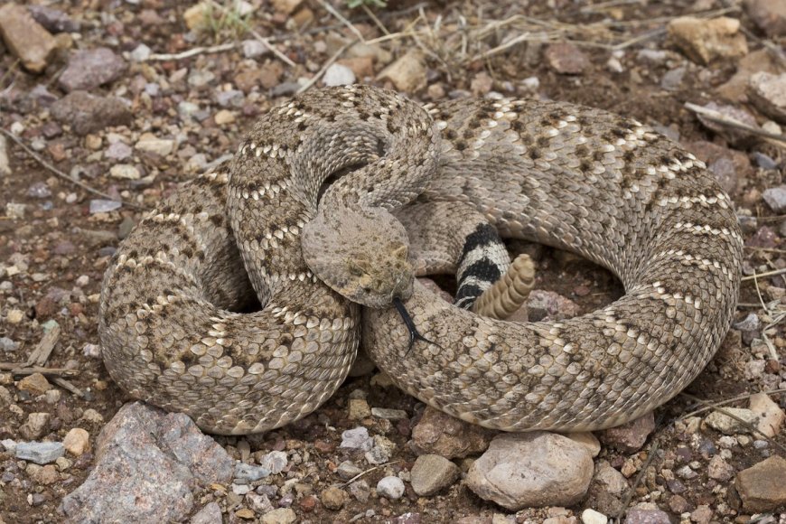 WATCH: Hiker Gives Rattlesnake Water
