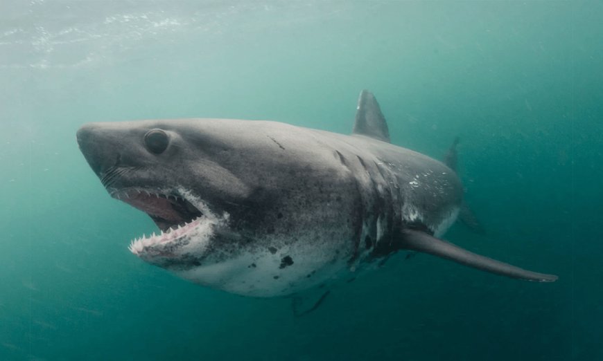 Officials Say This Is Why a Salmon Shark ‘Washed up’ in Idaho