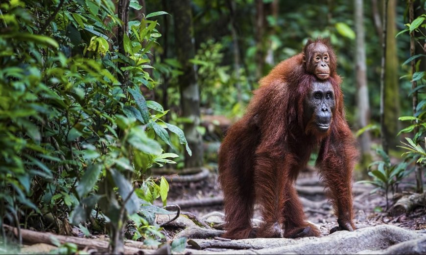 Ask Outdoors: What Are Earth’s Major Biomes, and Can I Go There?