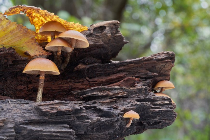 The Fatal Five: Avoid These 5 Deadly Mushrooms in the Wild 
