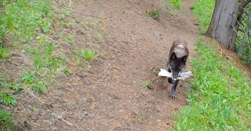 Yellowstone Trail Camera Captures All the Interesting ‘Toys’  That Momma Wolves Find and Bring Home to Their Pups