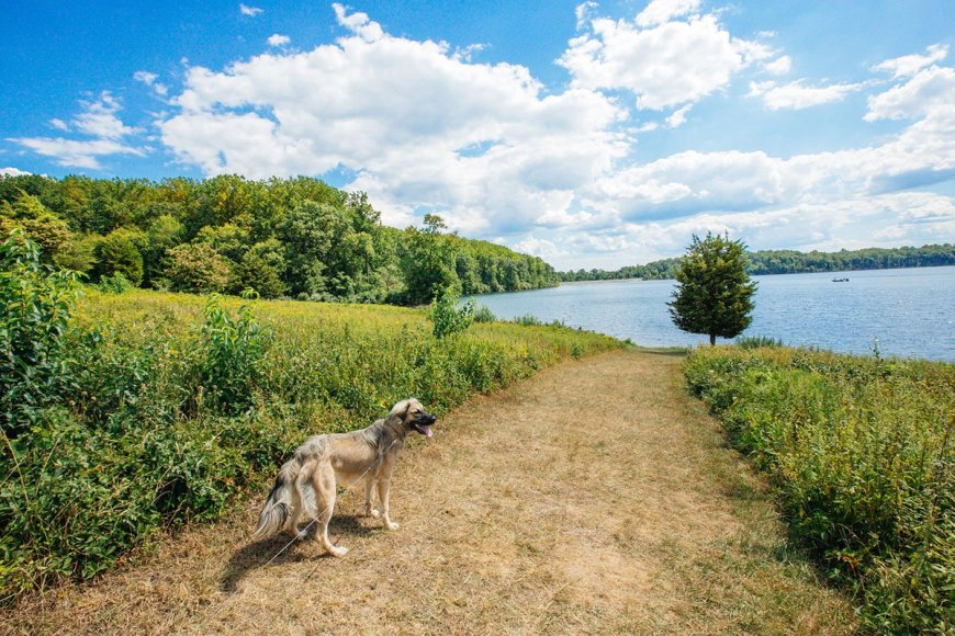 50 Outdoors-Inspired Pet Names