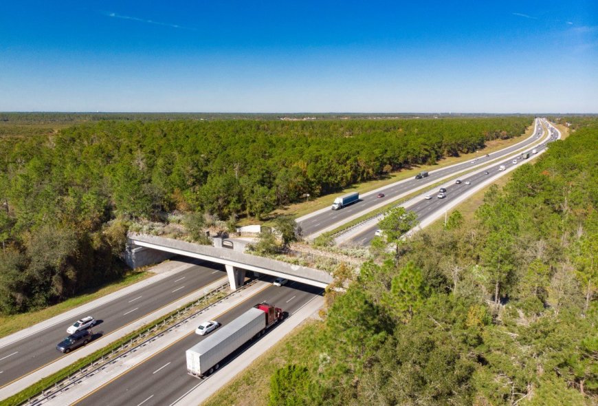 How Wildlife Crossings Are Helping To Protect Baby Animals (and Maybe You Too)