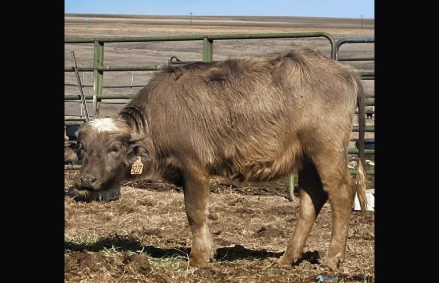 Moochi, a 900 Pound Water Buffalo, is Missing – and The Owners Are Offering a ‘Very Large’ Reward If You Find Her
