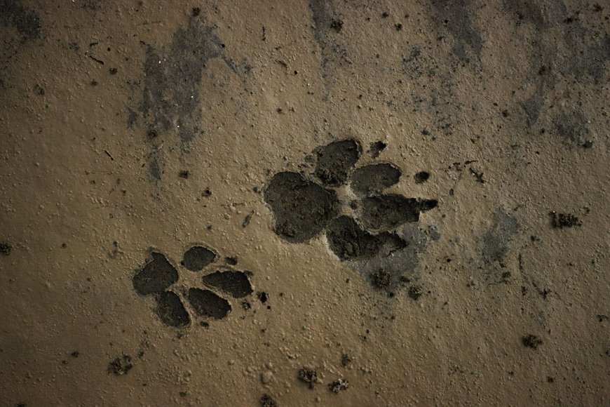 Ask Outdoors: How Do I Differentiate Between Different Types of Animal Tracks?