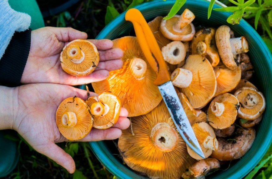 From Mushrooms to Berries, You Can Make Your World More Edible With These Online Foraging Classes