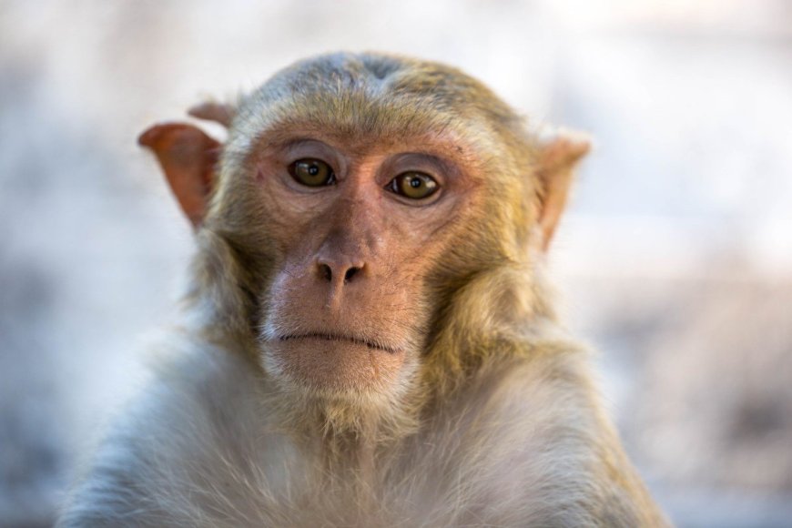 Police in Florida Are Reminding Residents That Wild Monkeys Aren’t Your Friends