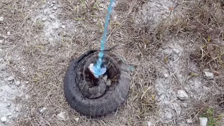 Is Gatorade Safe for Snakes?