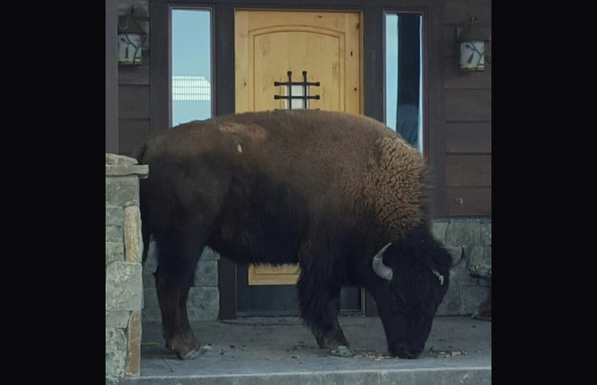 Viral Video Captures ‘BoomBoom the Bison’s’ Repeated Home Break-ins
