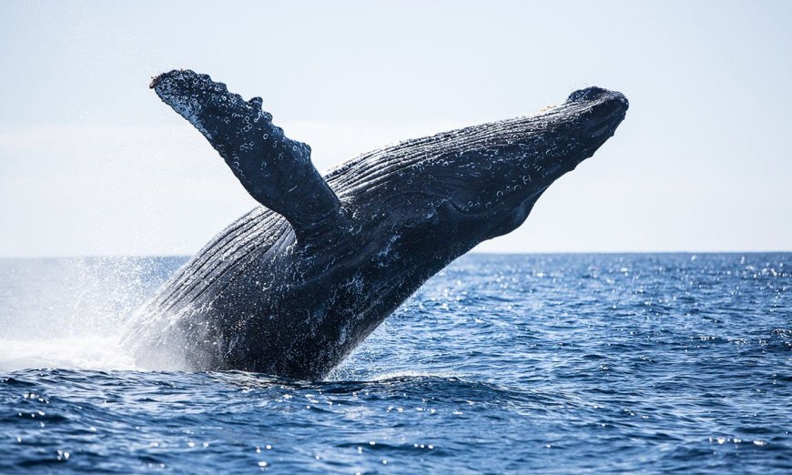 Feeling Green? Here’s How To Avoid Getting Seasick While Whale Watching