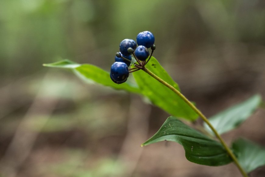 What Are the Rules for Foraging in U.S. National Parks?