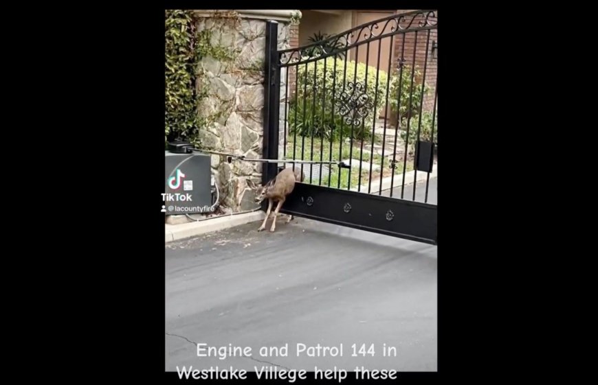 Watch as California Firefighters Rescue Two Deer Caught in a Gate