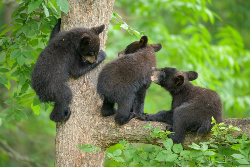 You Need to See These Adorable Black Bears Chowing Down on Some Apples