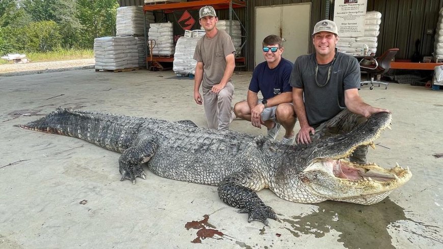 Alligator the Size of a Small SUV Caught in Mississippi