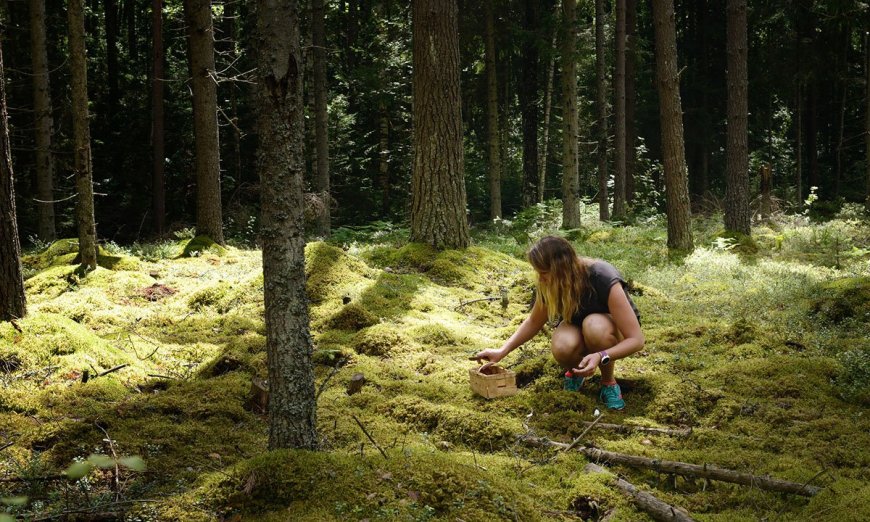 New to Foraging? Learn the Universal Plant Edibility Test