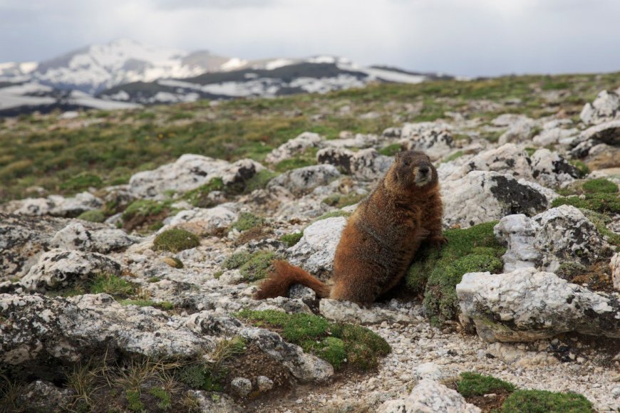 ‘Go Marmot Go’: Hitchiking Marmot Provides Brief Comment After Being Rescued From Garage