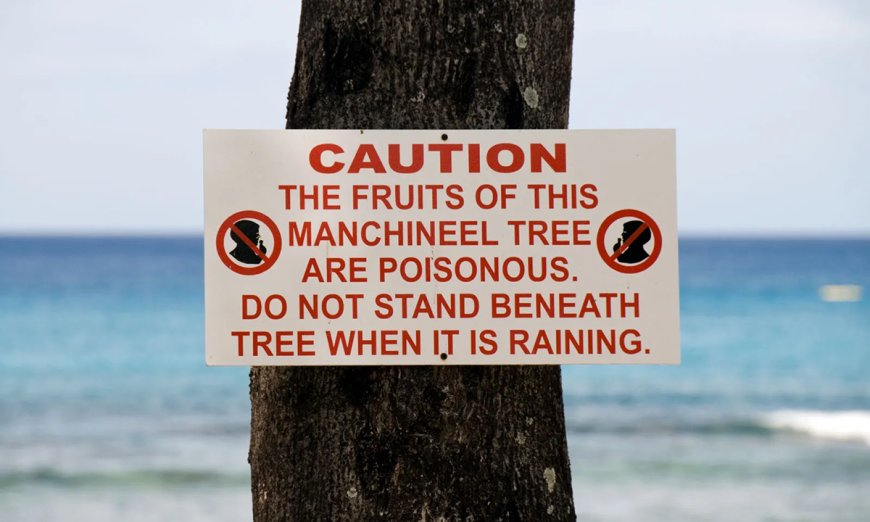 Don’t Mess with These Dangerous Plants that Grow in North America