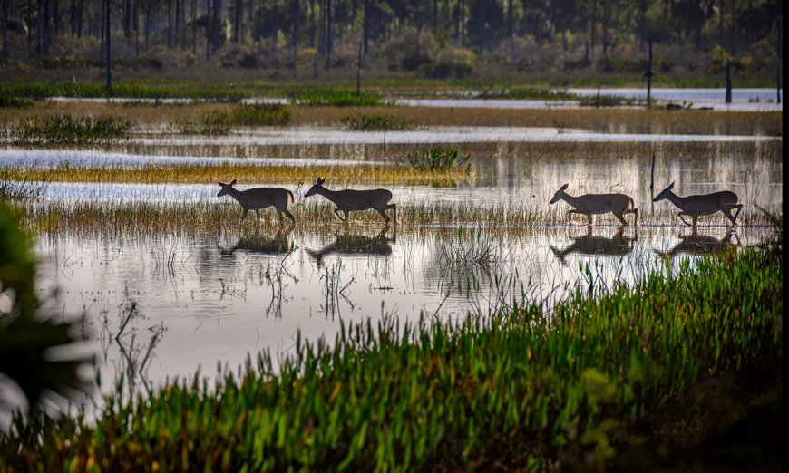 Wetlands Lose Protection as a Result of Court Battle