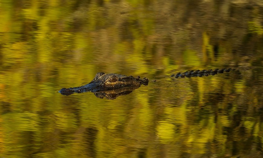 See You Later Alligator . . . Large Reptile on the Loose in New Jersey