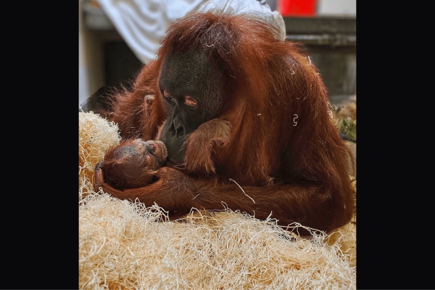 Zoo Celebrates the Birth of a Critically Endangered Orangutan