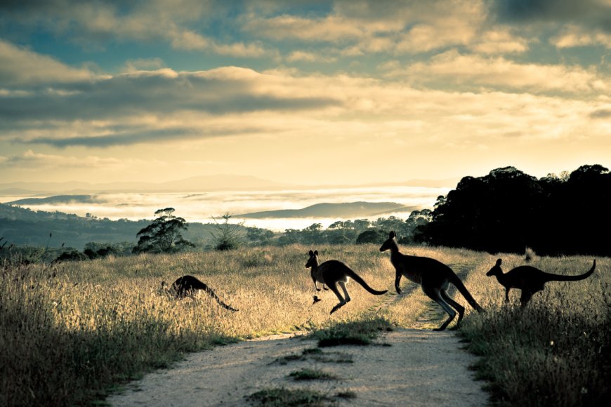 Watch: Runner in Australia Goes Viral for What He Spots on Trail